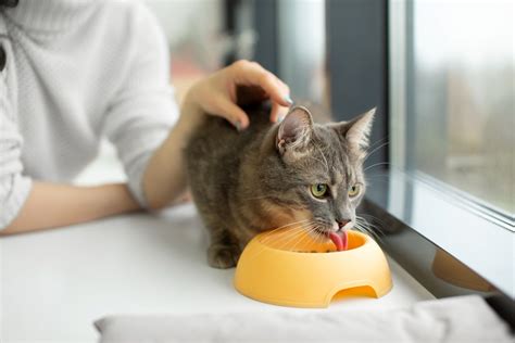 Top Tips For Feeding Your Cat The Right Way Bazaar Daily