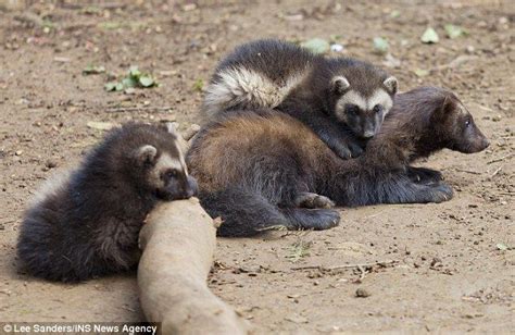 Sit Up And Take Note Trio Of Wolverine Cubs Make Debut After Becoming