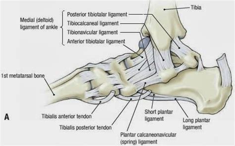 Foot tendonitis means inflammation and irritation on the tendons of the foot. Ankle Ligaments Diagram | Ankle ligaments, Ankle anatomy, Anatomy