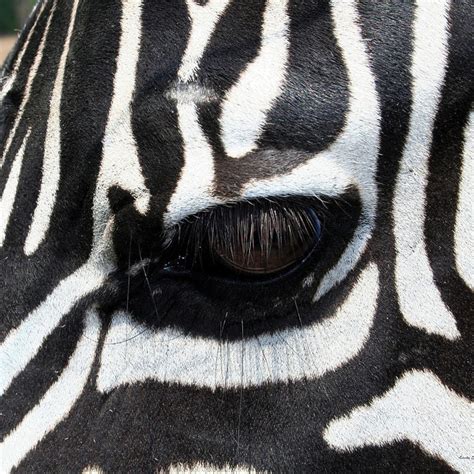 Zebra Eye Round Beach Towel For Sale By Linda Sannuti