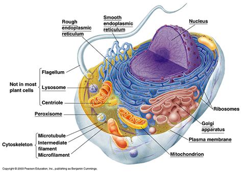 The er has more than half the membranous cell content, hence it has a large surface area where chemical reactions take place. Cell Model Instructions - BIOLOGY JUNCTION