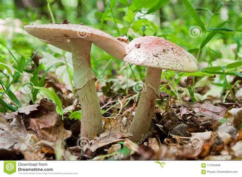 Two Mushrooms Grow In The Woods Edible Blusher Fungi