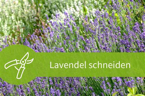 Damit lavendel gut wachsen und üppig blühen kann, darf er während kälteperioden gepflanzt werden. In dieser Anleitung erfahren Sie alles wichtige zum ...
