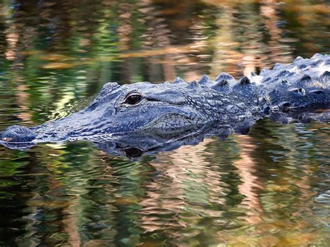 Florida Alligator Attack Thinking Of Making A Trip To Orlando Heres