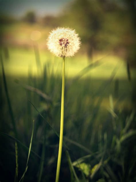 Dandy Lion Make A Wish Photography Flowers