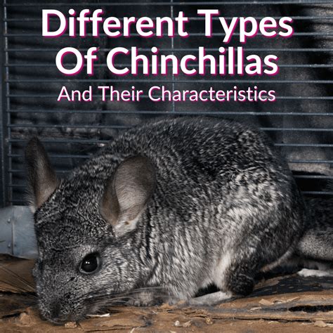 Different Types Of Chinchillas And Their Characteristics