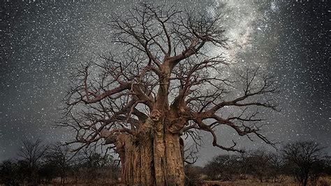 Stunning Photos Of Worlds Oldest Trees Illuminated By Starlight