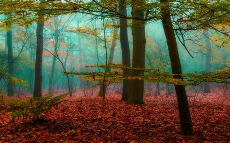 Magic Forest Mist Nature Leaves Wood Sunrise Landscape Trees