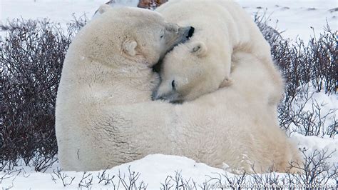 Larinors Polar Bear Story Explore
