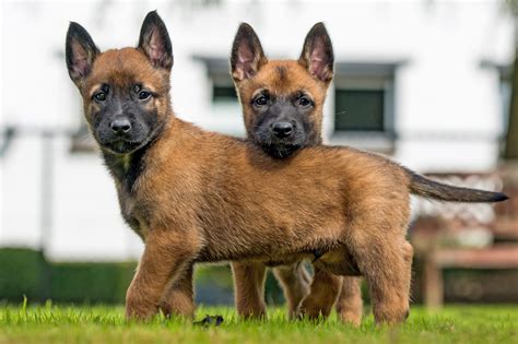 Belgium Malinois - Belgian Malinois Protection Dogs For Sale Guaranteed K9s For You ...
