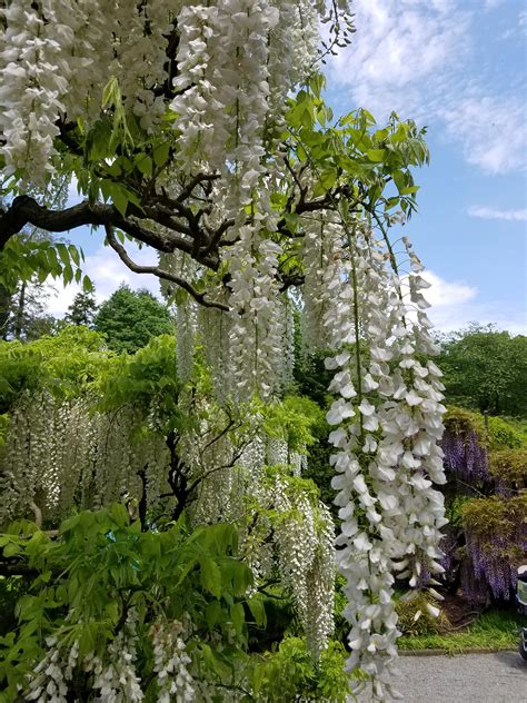 The wisteria flower has many different meanings to different people. Wisteria : flowers
