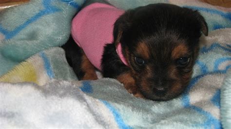 Yorkie in dogs & puppies for rehoming in edmonton. Teacup Yorkiepoo Puppy at 5 weeks | At PocketSizedPuppies ...