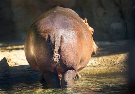 fiona the hippo birthday milestone reminds us of her big life