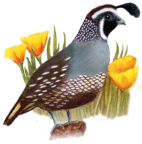 California State Bird And Flower Valley Quail Lophortyx