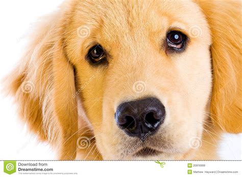 Cute Puppy Face Stock Image Image Of Begging Bred