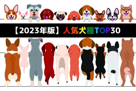 2023年版 】人気犬種ランキングtop30