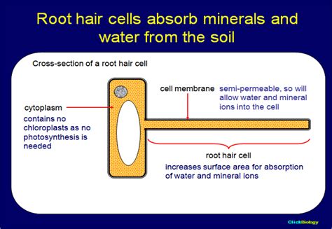 Root hair cells absorb water from soil these cells are the epiblema cells of root. sophia's bio ejournal: Cellular Homeostasis
