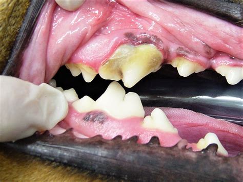 How Can I Tell If My Dog Has Bad Teeth