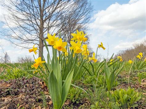 Yellow Spring Daffodils In Garden Stock Image Image Of Clouds Leaf