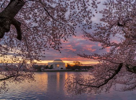 Cherry Blossoms And Tidal Basin Pre Sunrise Behind The Jeffe Flickr