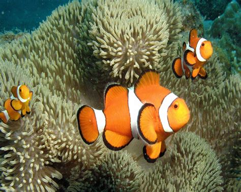 Ivanildosantos Gambar Ikan Clown Fish Wallpaperuse