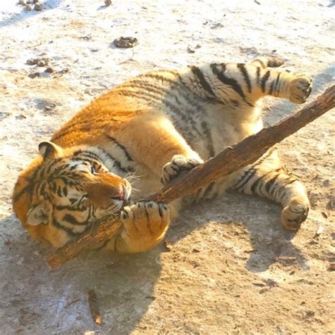Super Adorable Fat Tigers Go Viral In China Peoples Daily Online