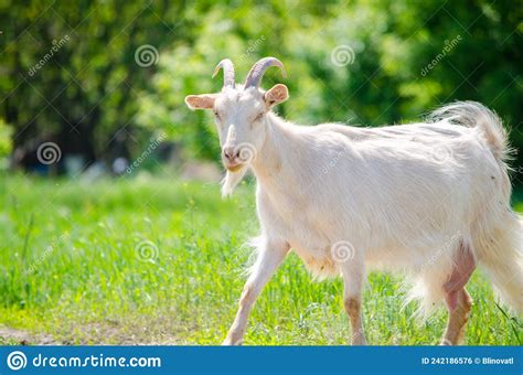 Adult Beautiful Goat With Horns Walks On A Lush Green Meadow On A Bright Summer Sunny Day Stock