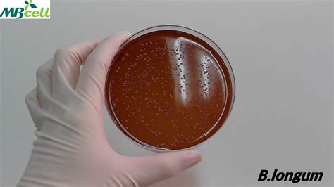 Bsbifidobacterium Selective Agar Youtube