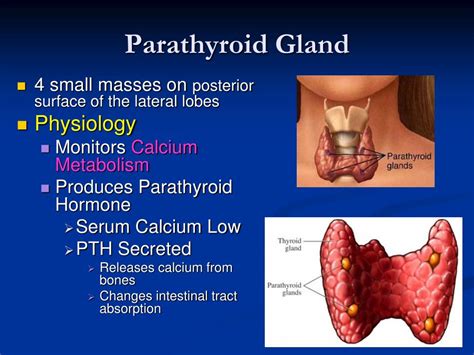 PPT Thyroid Parathyroid And Neck PowerPoint Presentation Free