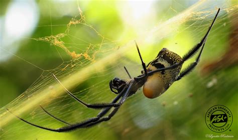 Golden Orb Spider African Snakebite Institute