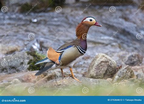 A Mandarin Duck Stretching Its Neck On The Bank Of A Mountain Stream