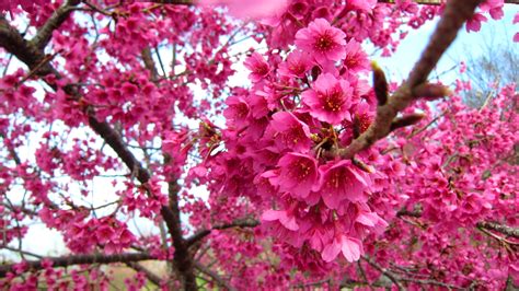 Bloom Flowers White Branches Spring Nature Hd Desktop