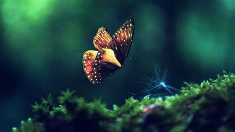 Free Hd Butterfly Live Wallpapers Download Full Hd Live Wallpapers Pc