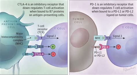 Cancer Immunotherapy Researchers Refine Checkpoint Blockade Therapies