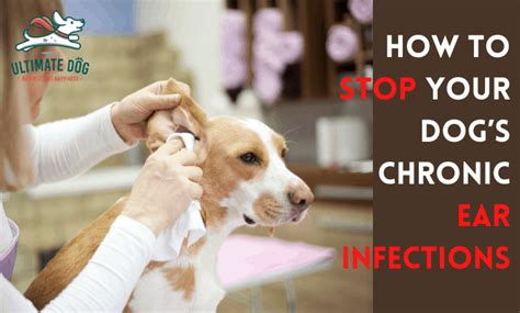 Effective Natural Home Remedies For Dog Ear Infections Ultimate Dog