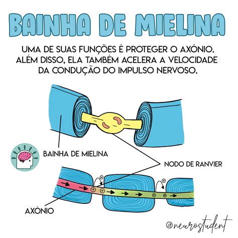 Bainha De Mielina Função