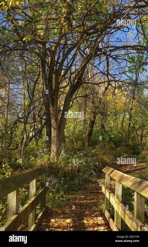 Autumn Path And Wood Bridge Trees And Leaves At Possum Creek Metropark