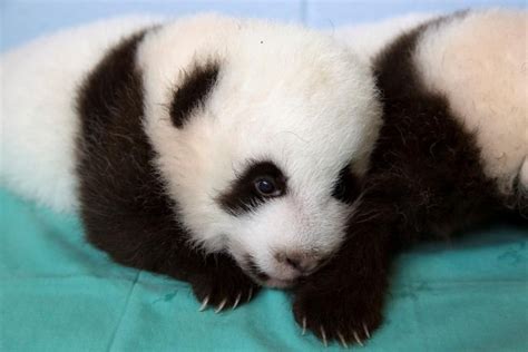 Zoo Atlanta Panda Cam Panda Cam Cute Animals Panda