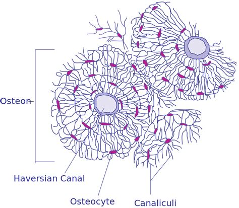 1 lippincott continuing medical education institute, inc., is accredited by the accreditation council for continuing medical education to provide continuing File:Transverse Section Of Bone.svg - Wikimedia Commons