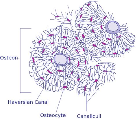 Transverse section of compact bone (metatarsal); File:Transverse Section Of Bone.svg - Wikimedia Commons