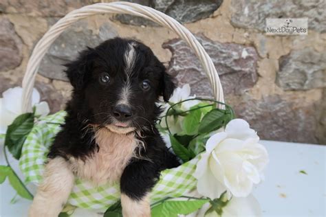 A midwestern state in north central united. Bord Four: Border Collie puppy for sale near Kalamazoo ...