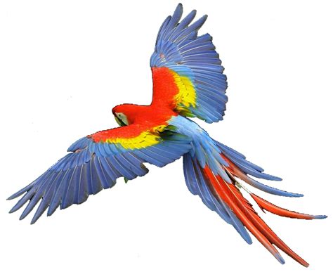 Macaw Clip Art Cliparts