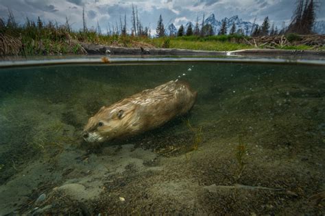 Busy Beaver Nat Geo Photo Of The Day