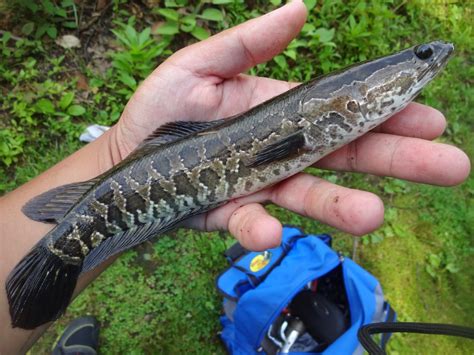 Extreme Philly Fishing The Invasive Northern Snakeheads Channa Argus