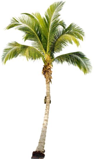 Beautiful Palm Tree Clipart Image Png Transparent Background Free