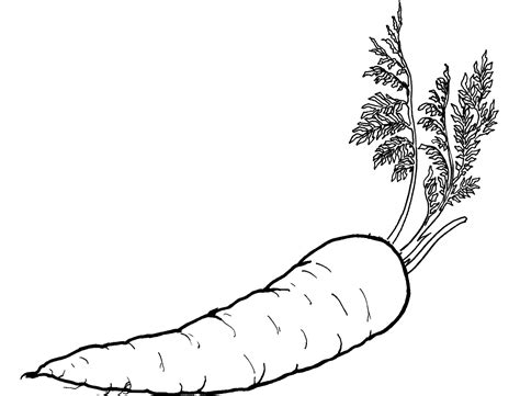 Maybe you would like to learn more about one of these? Carrot Coloring Pages - Best Coloring Pages For Kids