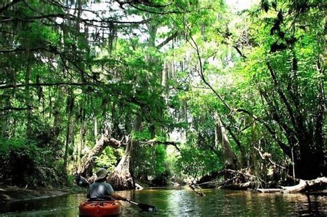 Wild And Scenic Loxahatchee River Guided Tour