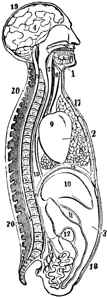 Side View Of The Body Clipart Etc