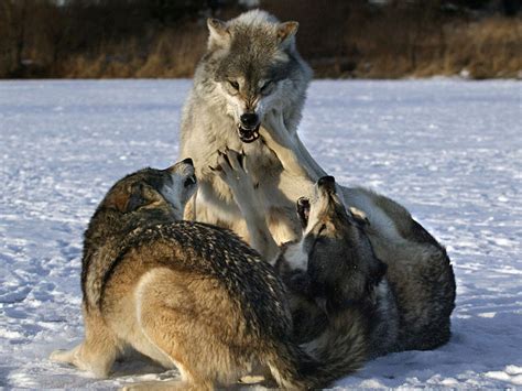 Hd Wallpapers Fighting Wolves