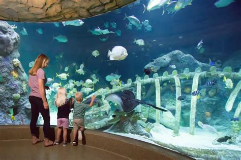 Sea Life Aquarium Kansas City Visit Kc